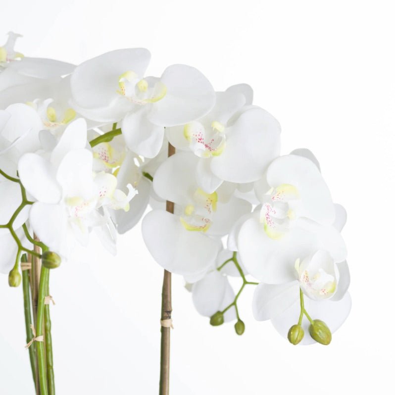 flower detail of artificial white orchid