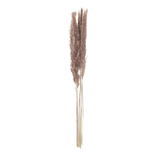 Mini Natural Pampas Grass Bunch of 15