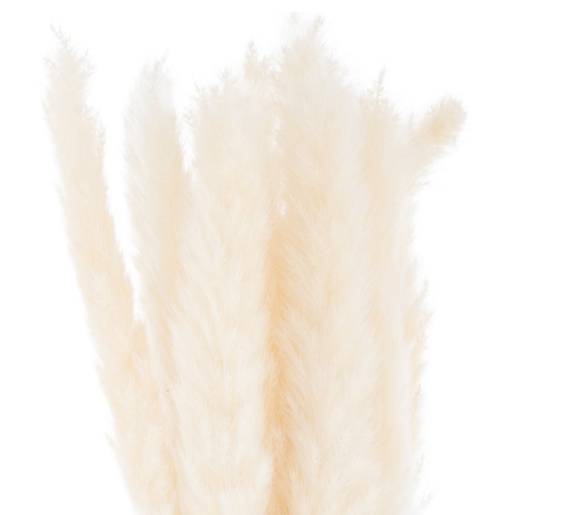 Mini White Pampas Grass Bunch Of 15