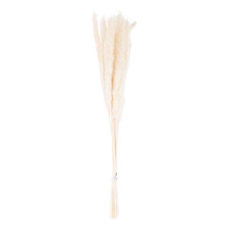 Mini White Pampas Grass Bunch Of 15