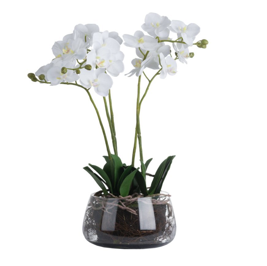 Orchid in Glass Pot