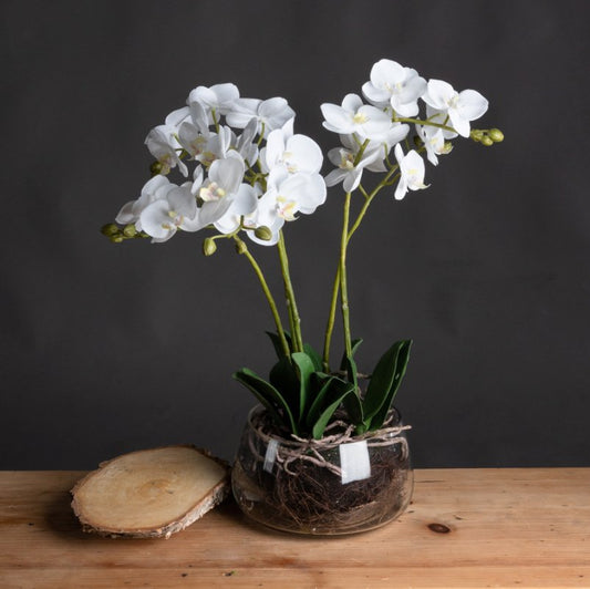 Orchid in Glass Pot