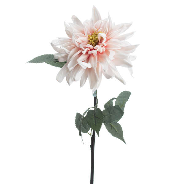 Pink Single Stem Dahlia