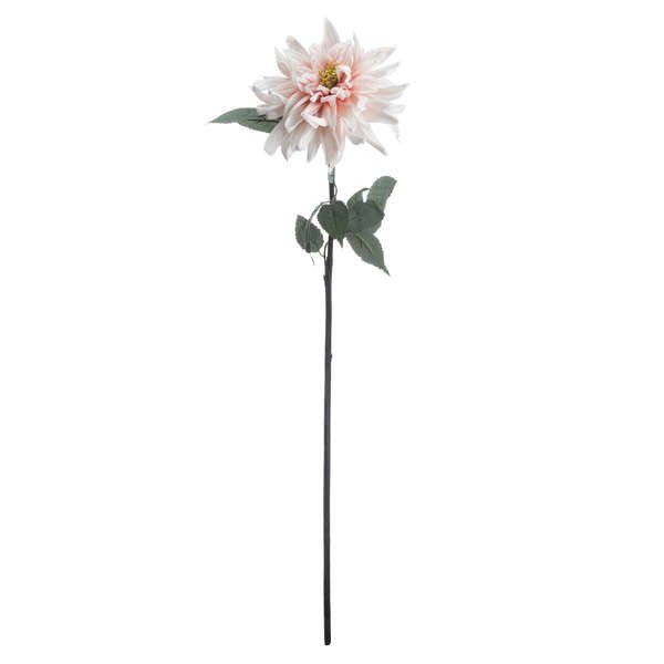 Pink Single Stem Dahlia