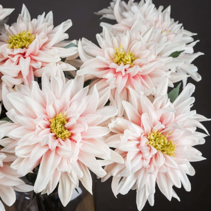 Pink Single Stem Dahlia