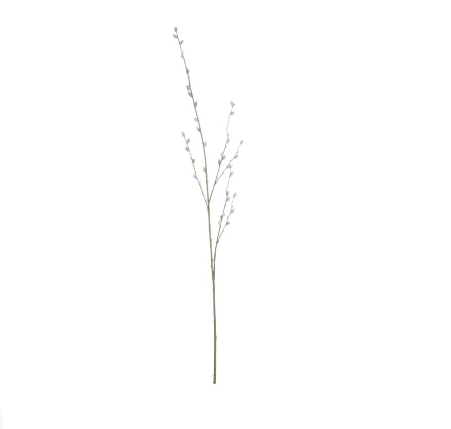 Pussy Willow Branch