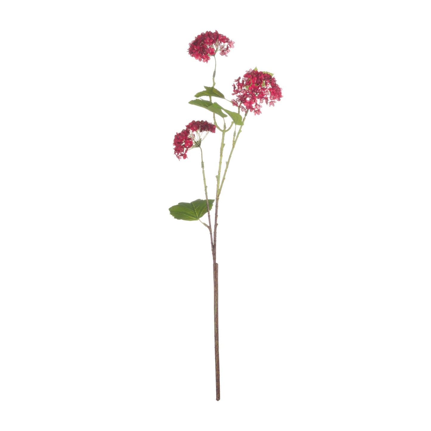 full length of single stem red viburnum stem