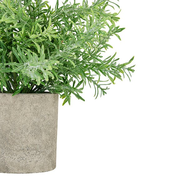 Rosemary in Stone Effect Pot