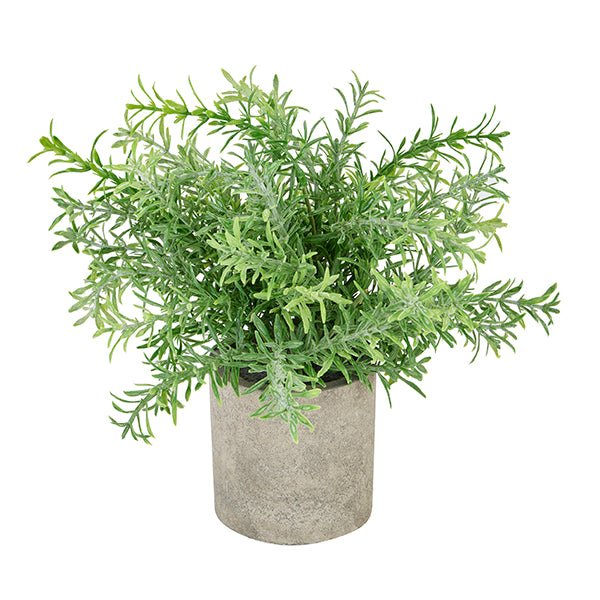 Rosemary in Stone Effect Pot