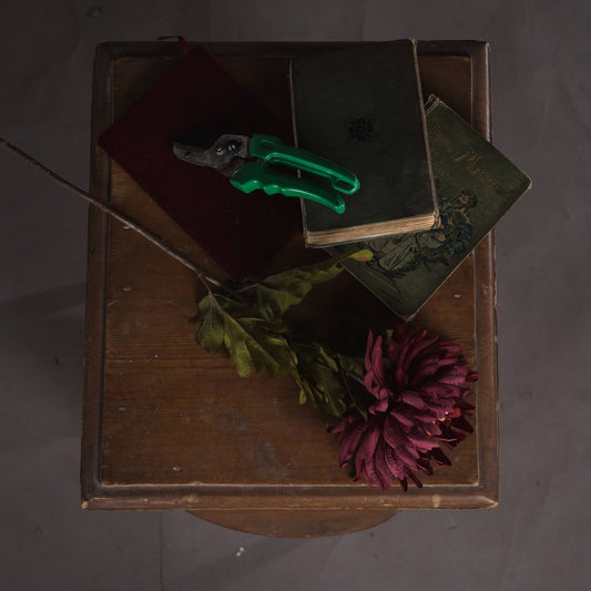 Single stem rust spider chrysanthemum laid down on wooden table with three antique books and a pair of secateurs 