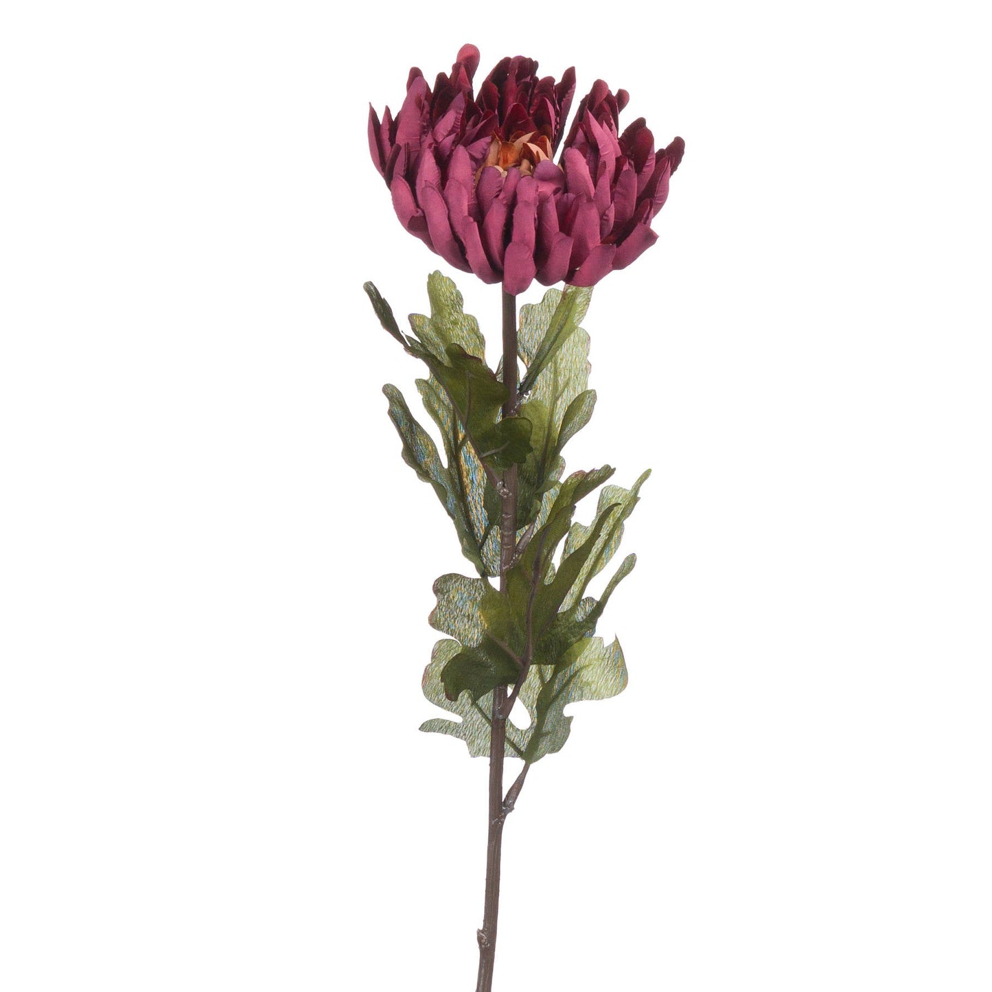 head detail of spider chrysanthemum 