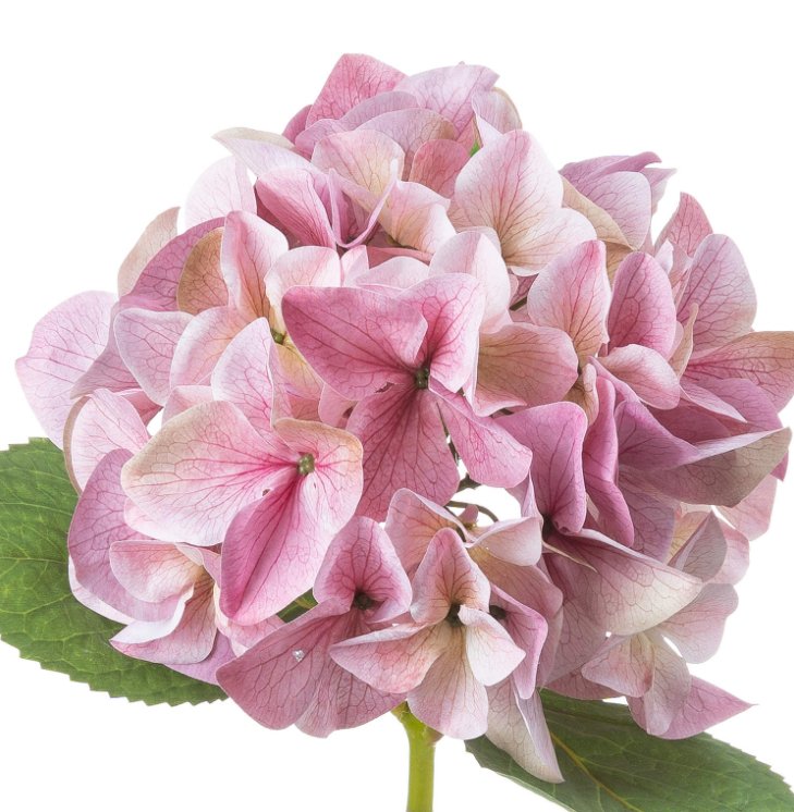 Shabby Pink Single Hydrangea