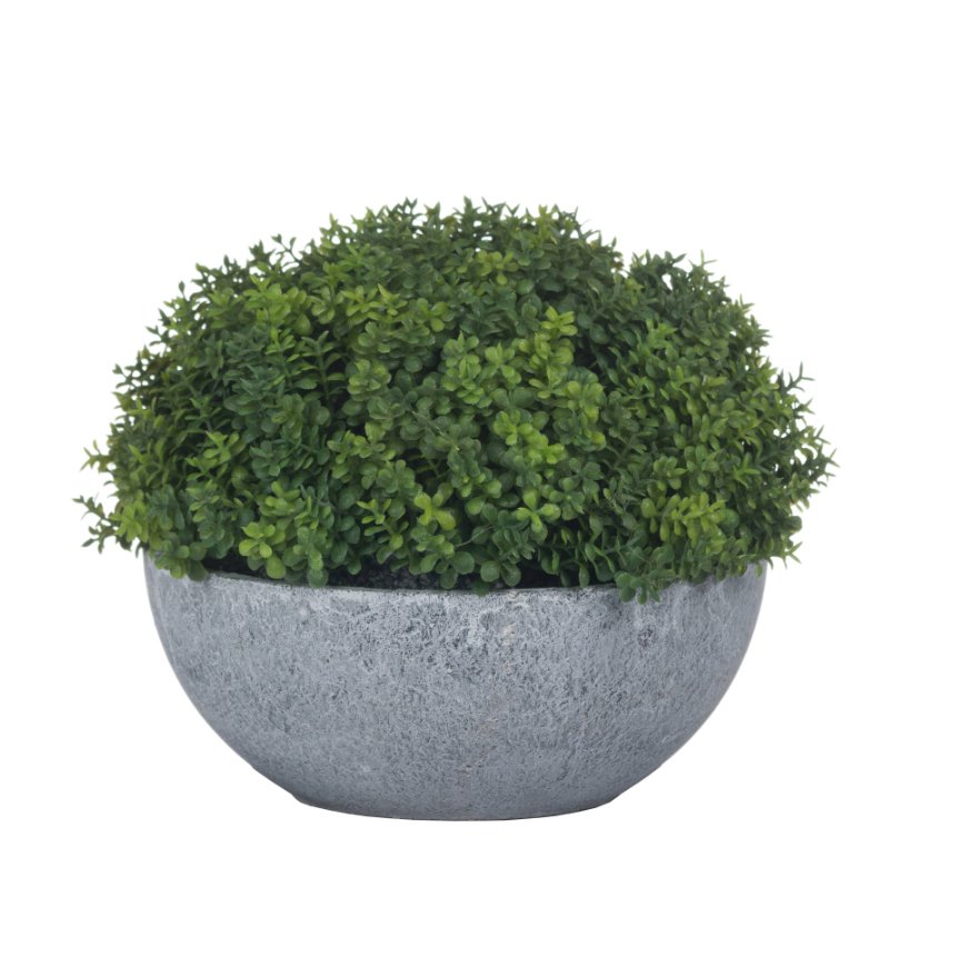 Small Hebe in Stone Pot