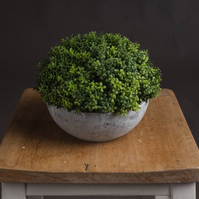 Small Hebe in Stone Pot