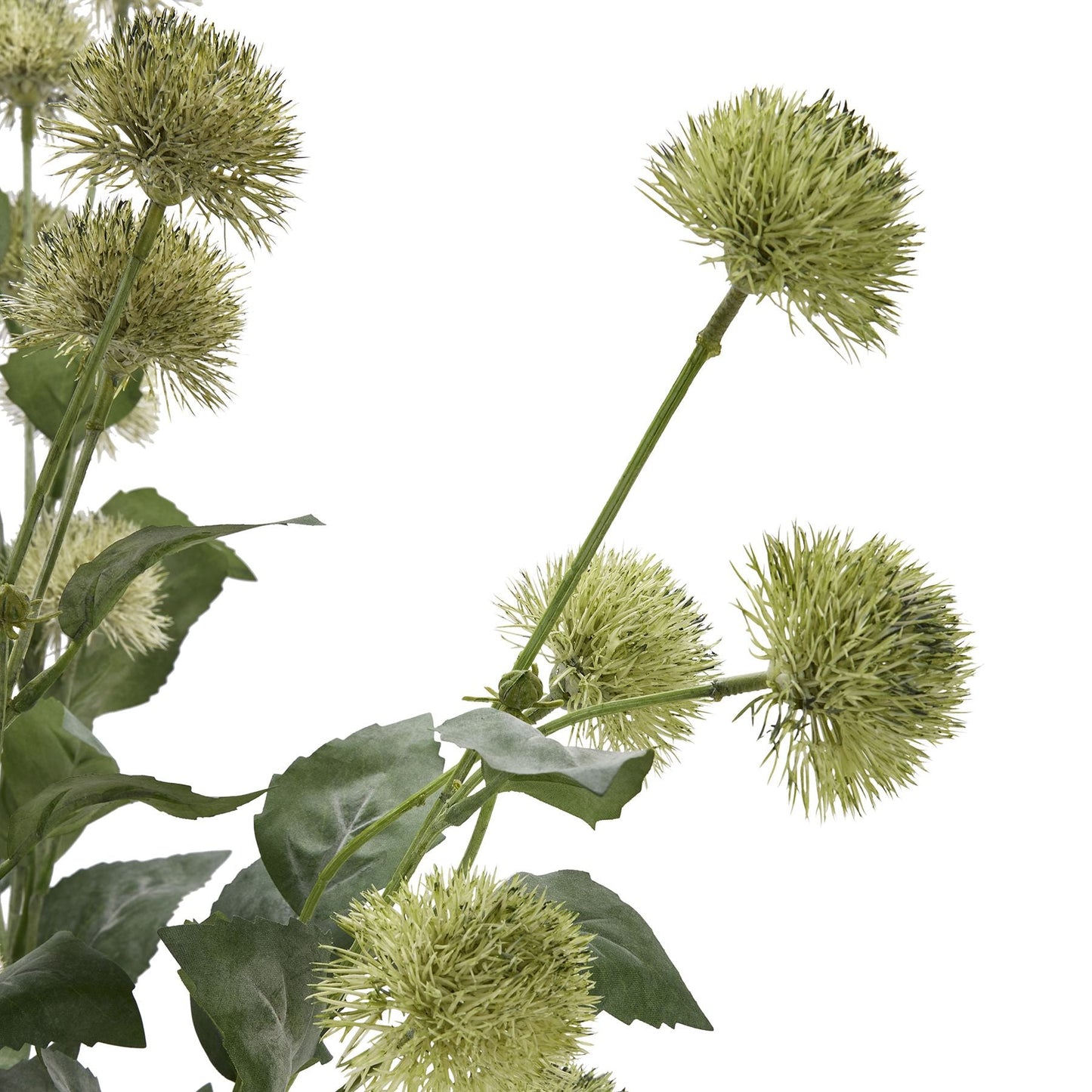 Thistle Globe Stem