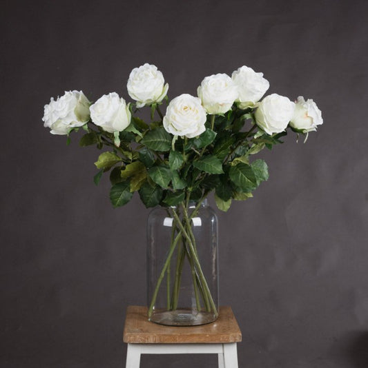 Traditional White Rose