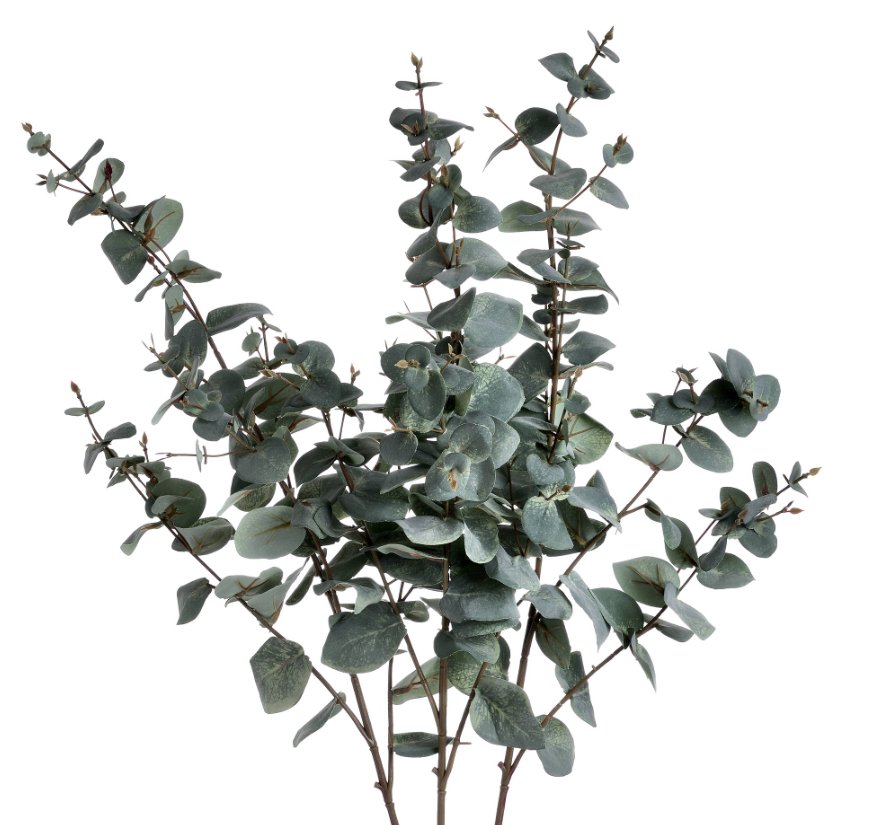 Variegated Eucalyptus