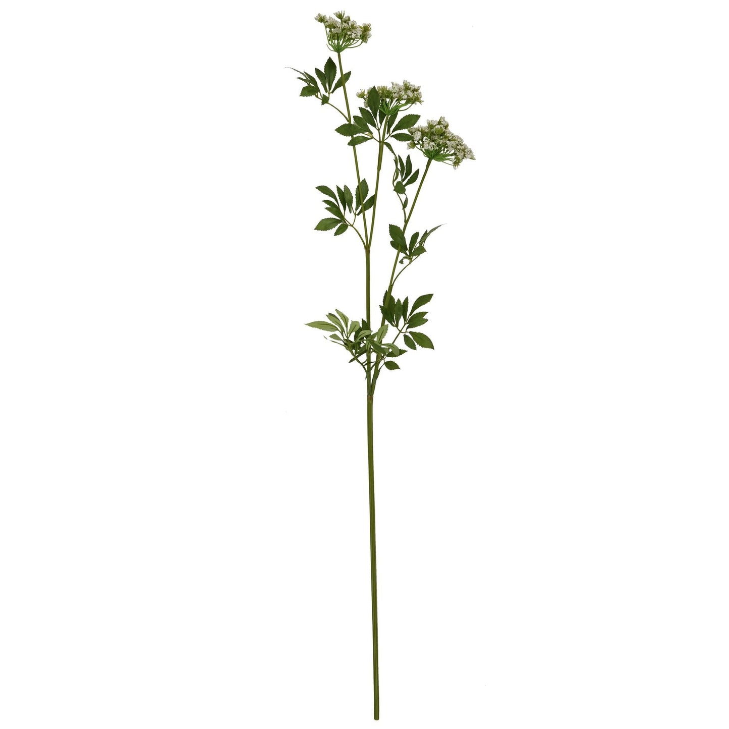 single stem cow parsley