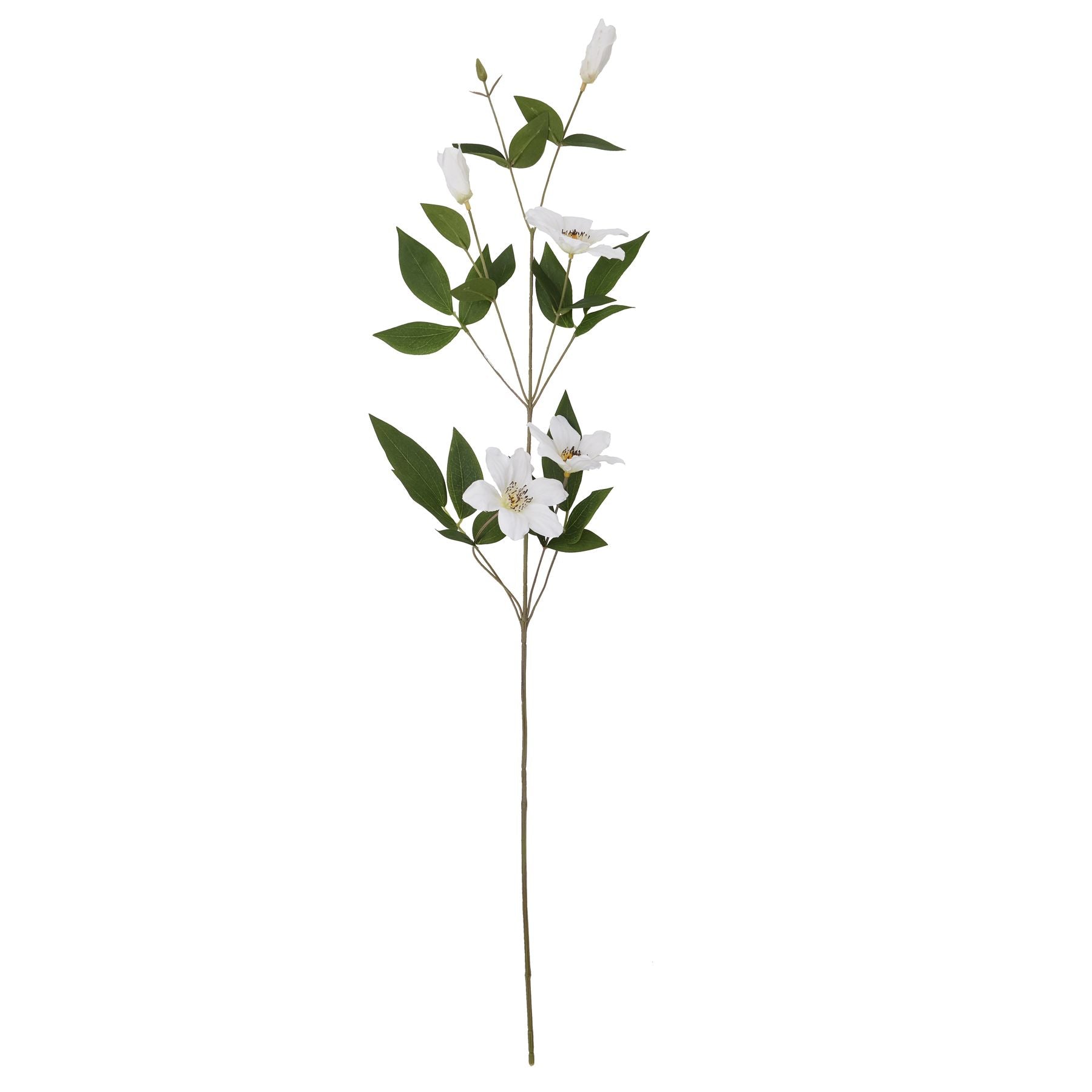 single stem of Florida white clematis