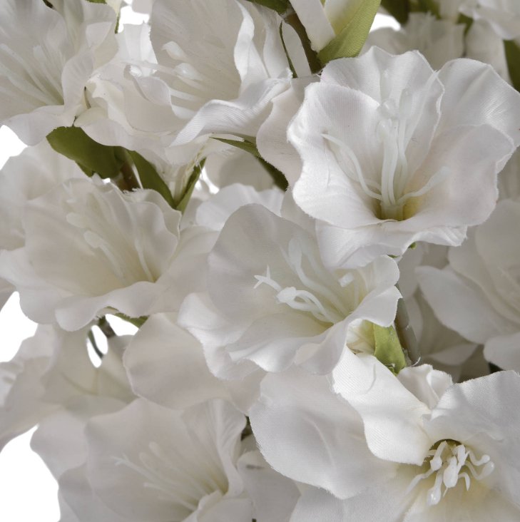 White Gladioli