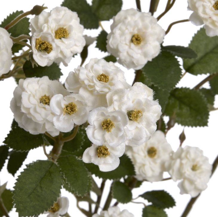 White Wild Meadow Rose