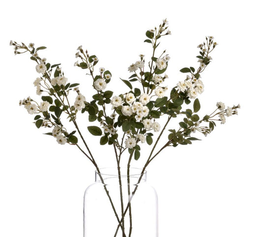 White Wild Meadow Rose