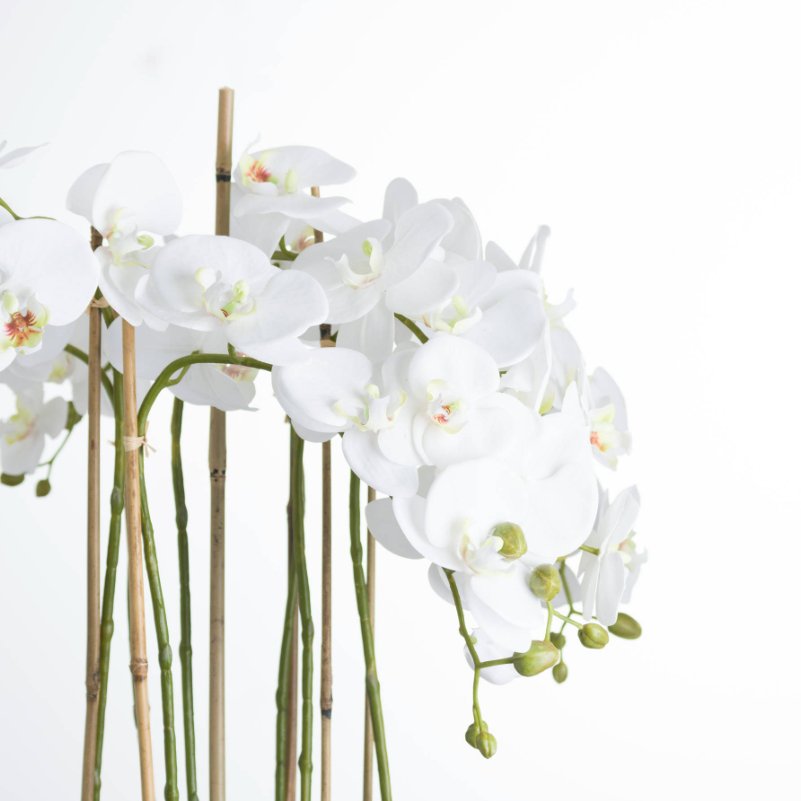 Wide White Orchid in Glass Pot