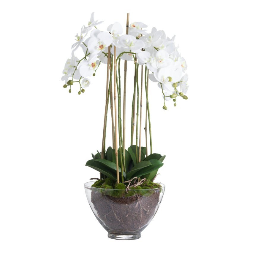 Wide White Orchid in Glass Pot