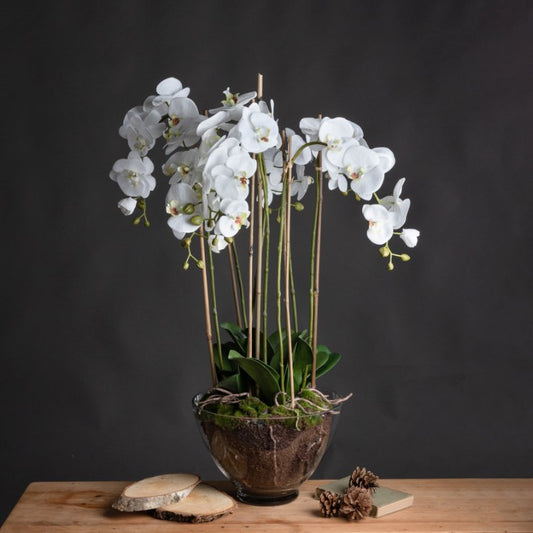 Wide White Orchid in Glass Pot